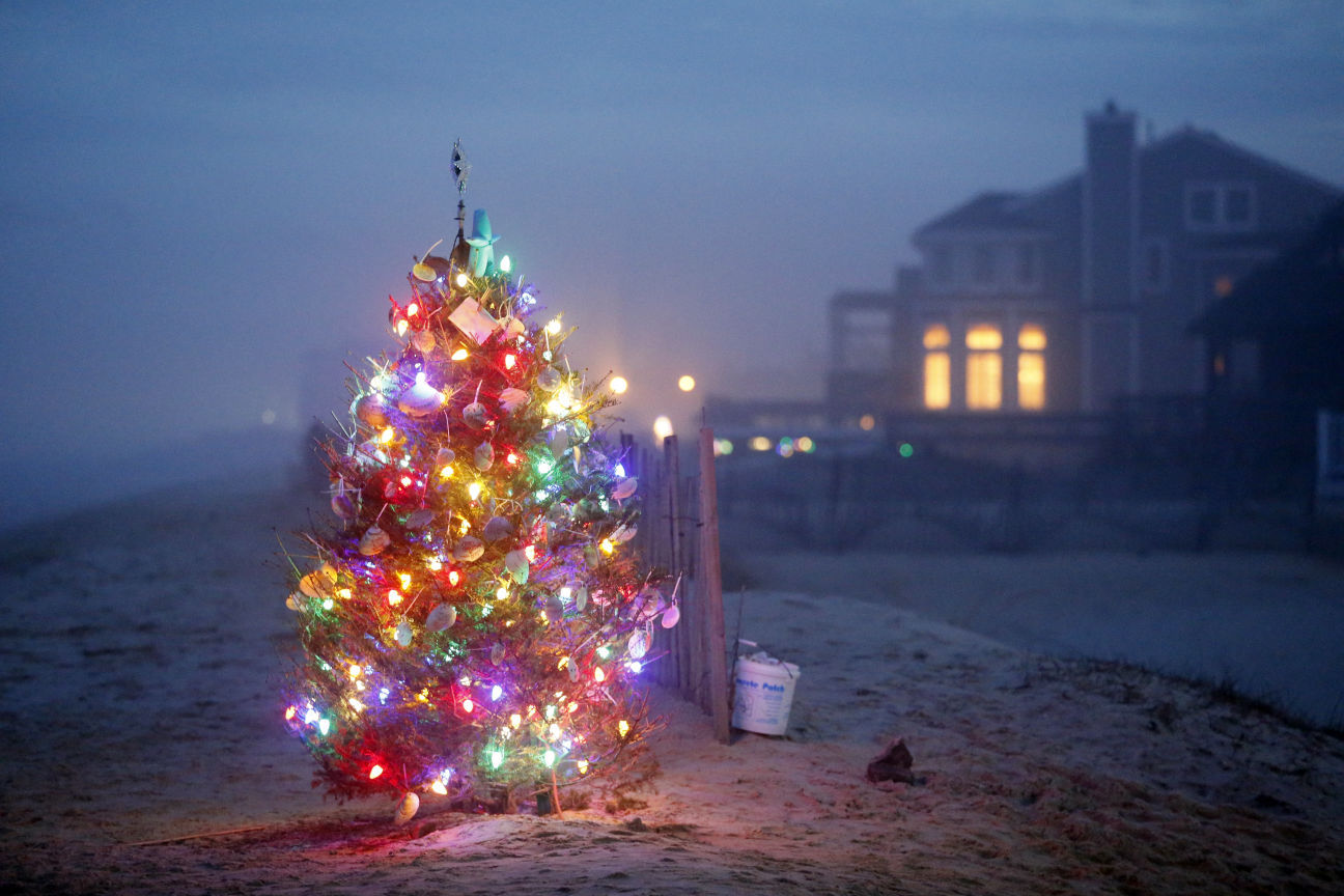 Beach tree